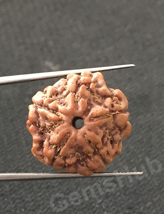5 Mukhi Certified Nepali Rudraksha